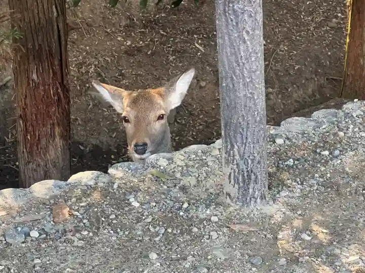 東大寺(奈良県)