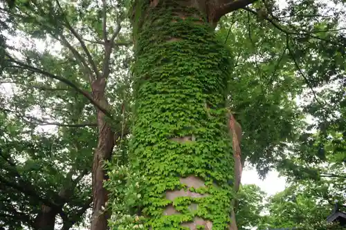愛宕神社の自然