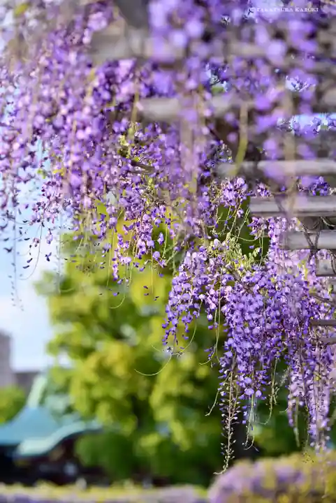 亀戸天神社の庭園