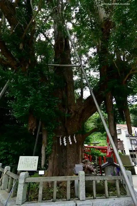 海南神社の自然