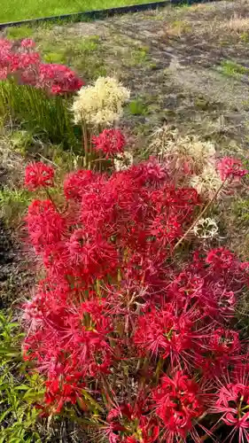 壺井八幡宮の自然