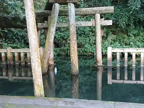 鹿島神宮の鳥居