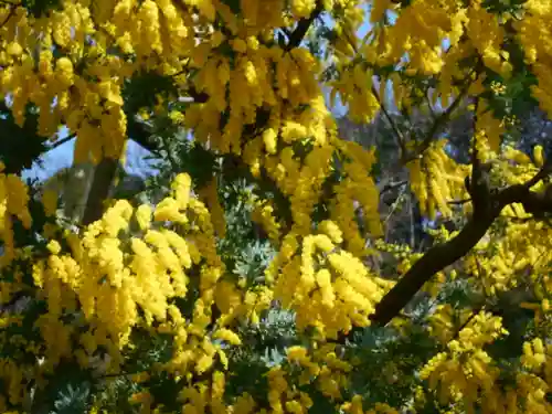 来迎寺（材木座）の自然