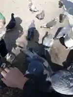 四柱神社の動物