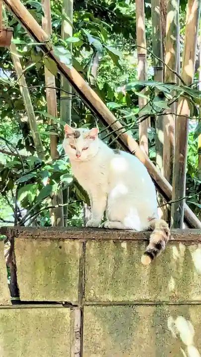柏諏訪神社の動物