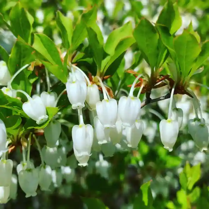 滑川神社 - 仕事と子どもの守り神の自然