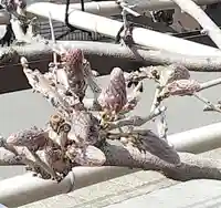 西方山極楽寺(岐阜県)