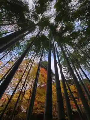 圓光寺(京都府)