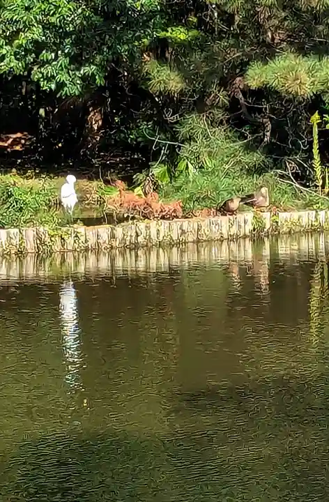 菊田神社の動物