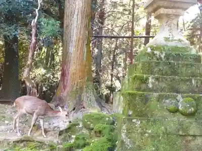 春日大社(奈良県)