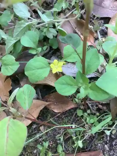 若宮神明社の自然