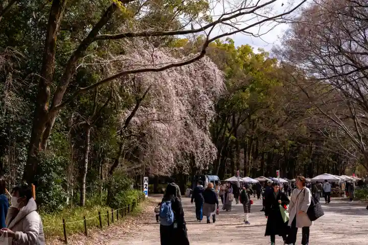 賀茂御祖神社(下鴨神社)の自然