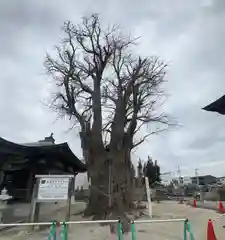 光福寺(徳島県)