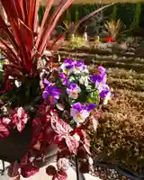 寿量山 速成寺の自然