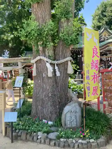 川越八幡宮(埼玉県)