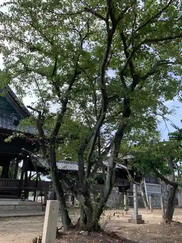 阿蘇神社の自然