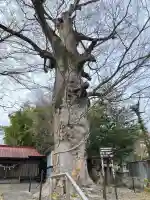 田町八雲神社の{uncategorized: "未分類", other: "その他", undefined: "問題あり", building: "その他建物", grave: "お墓", sacred_gate: "鳥居", guardian: "狛犬", statue: "像", buddha: "仏像", history: "歴史", nature: "自然", garden: "庭園", animal: "動物", pagoda: "塔", temizu: "手水舎", mountain_gate: "山門・神門", sanctuary: "本殿・本堂", subordinate: "末社・摂社", art: "芸術", scenery: "景色", jizo: "地蔵", ema: "絵馬", goshuin: "御朱印", omikuji: "おみくじ", items: "授与品その他", amulet: "お守り", goshuincho: "御朱印帳", eats: "食事", festival: "お祭り", votive_dance: "神楽", shichigosan: "七五三参", wedding: "結婚式", experience: "体験その他", initially: "初詣", around: "周辺", anti_infection: "感染症対策"}
