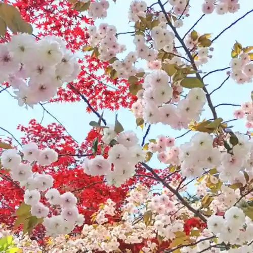 彌彦神社　(伊夜日子神社)の自然