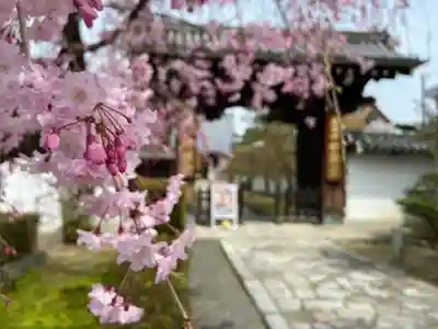 妙顯寺（妙顕寺）(京都府)