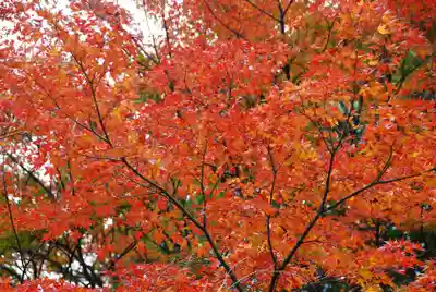 覚苑寺(山口県)