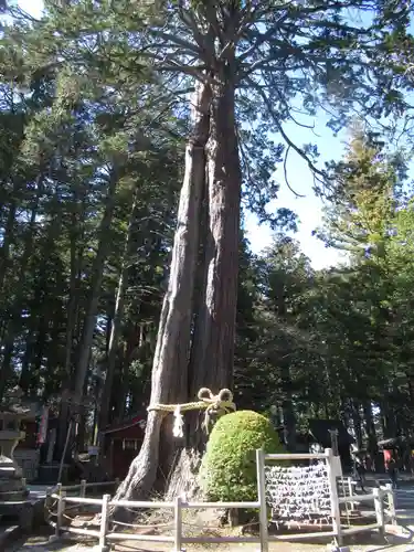 北口本宮冨士浅間神社の自然