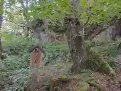 天の岩戸(飛騨一宮水無神社奥宮)の自然