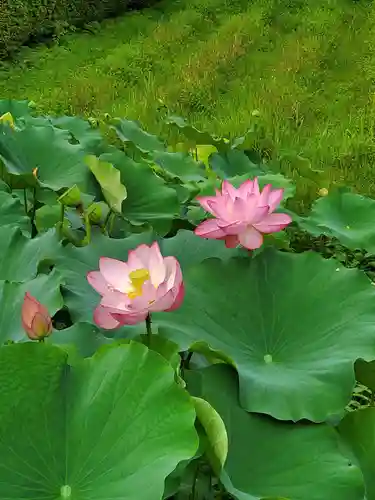 中尊寺金色堂(岩手県)