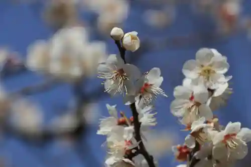 開成山大神宮の庭園