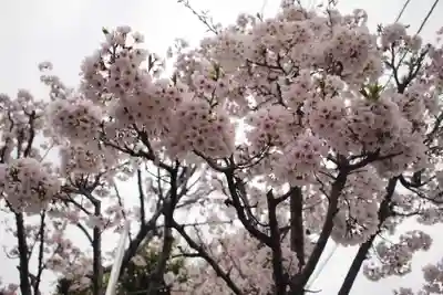 浅間神社の自然