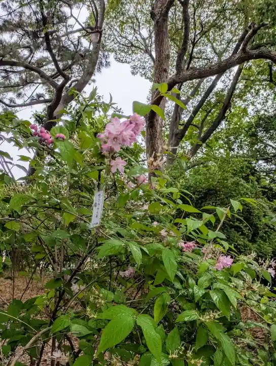 住吉大社(大阪府)