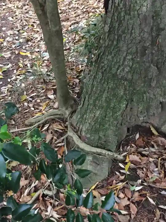 神戸神舘神明社の自然