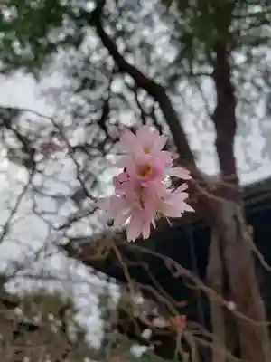 妙法寺(東京都)