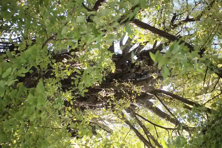 飛木稲荷神社(東京都)