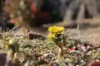 関場神社の自然