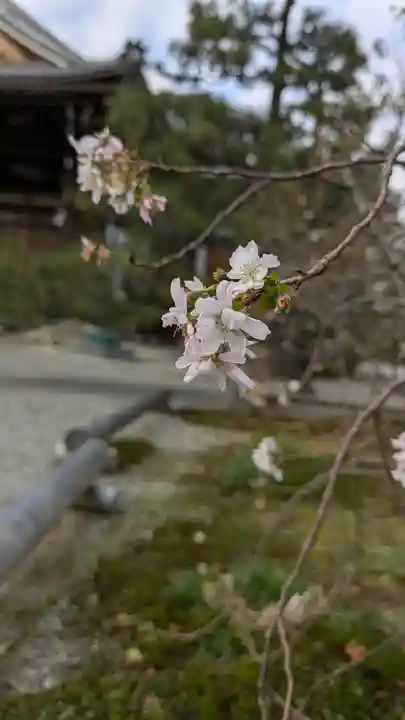 妙蓮寺(京都府)