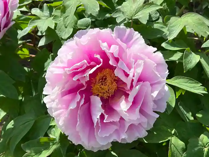 真言宗 善通寺派 薬王寺(香川県)