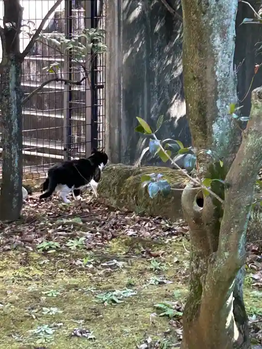 白金氷川神社の動物