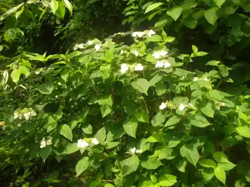 御霊神社の自然
