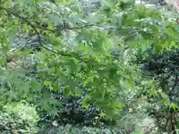 妙湛寺(山口県)