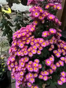 大宮温泉神社の自然(2023年11月07日(火) 23時06分32秒投稿)