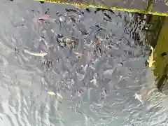 池神社の動物