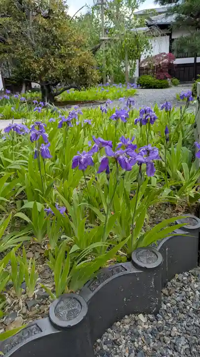 得浄明院(善光寺別院)(京都府)