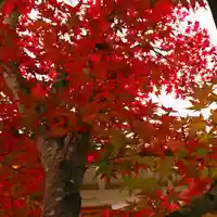 寿量山 速成寺の自然