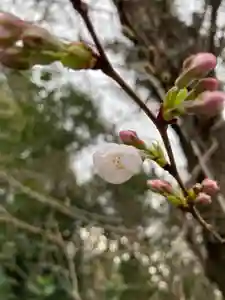 多治速比売神社の自然(2021年03月16日(火) 09時36分01秒投稿)