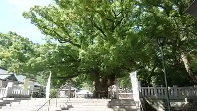 大麻比古神社(徳島県)