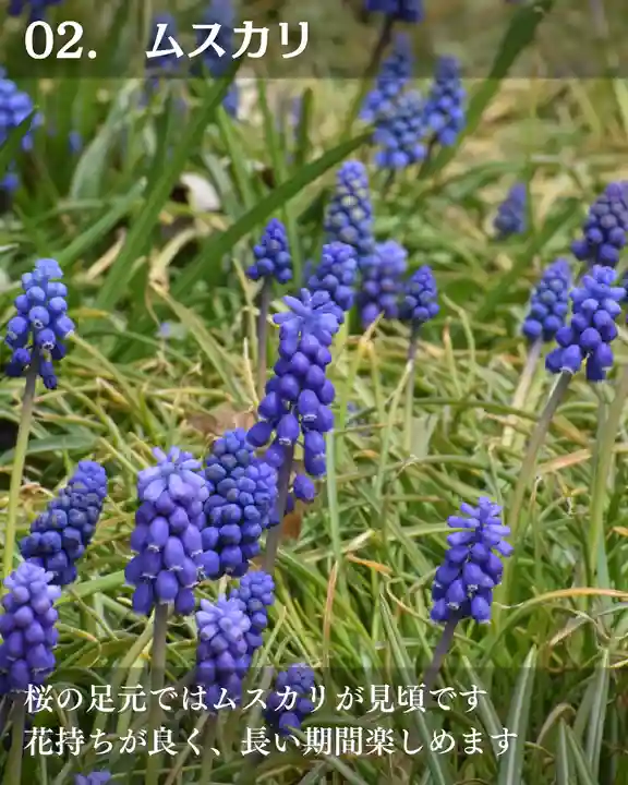 宝光寺(北海道)