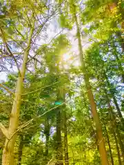 岡見八坂神社の自然