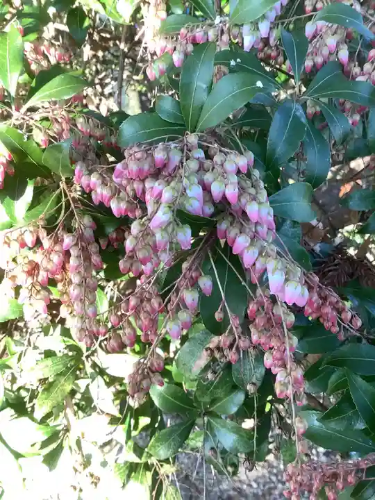 烏杜天神社(楽田天神)の自然