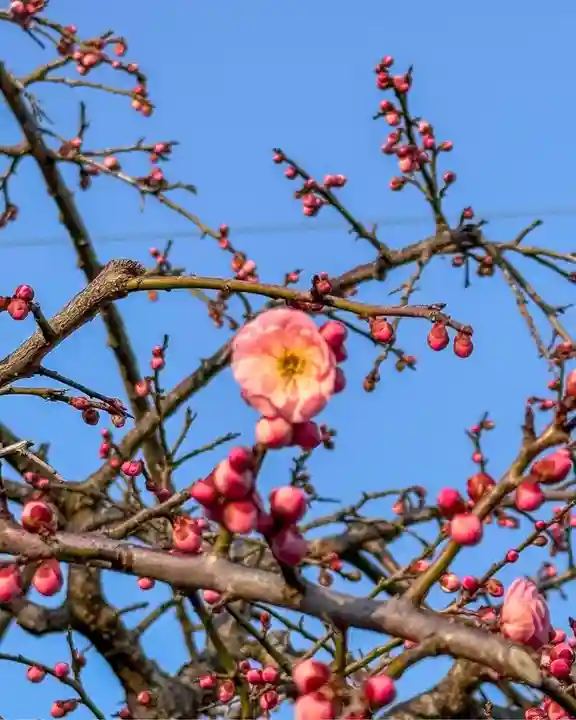 伊勢の国 四天王寺(三重県)