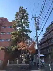 麻布氷川神社の自然